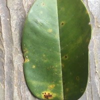 Anthoshorea stipularis (Thwaites) P.S.Ashton & J.Heck.